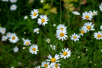 Many camomile flowers on wide field under midday sun.Daisy in a meadow rich in flowers .Green grass and chamomiles in the nature, in garden