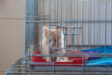 Sad cat in the shelter