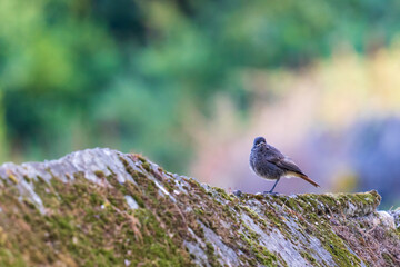 Black Redstart Phoenicurus ochruros Blurred Background Perched on Stone Wall O Seixo Mugardos Galicia