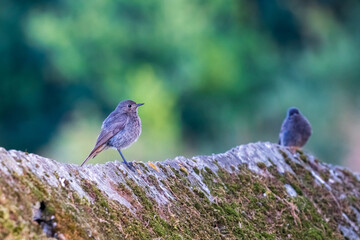 Black Redstart Phoenicurus ochruros Perched on Stone Wall O Seixo Mugardos Galicia