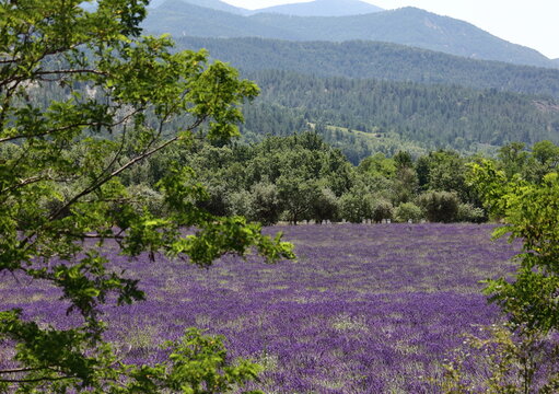Au pays des parfums