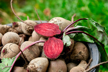 Fresh organic beetroot with green leaves in a basket.