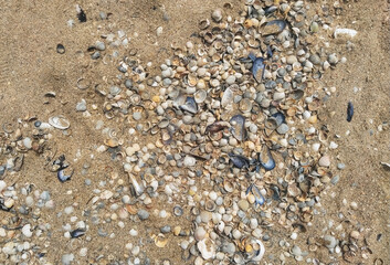 The texture of large, small, multi-colored sea shells mixed with gray sand. Photograph, top view.