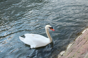 Naklejka premium swan on the lake