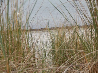 reeds in the water