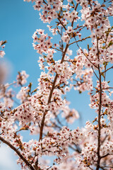 Sakura