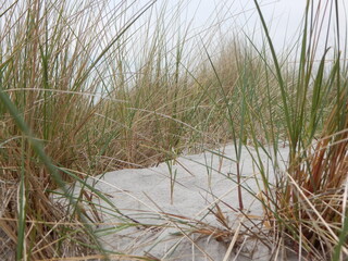 grass on the beach