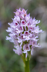 Three-toothed Orchid (Orchis tridentata) in natural habitat