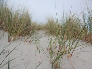 grass on the beach