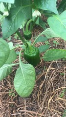 Fototapeta premium eggplant in the garden