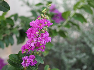 purple flower Bouquet beautiful blooming in garden blurred nature background