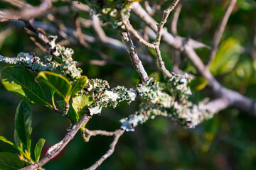 lichen on a branch