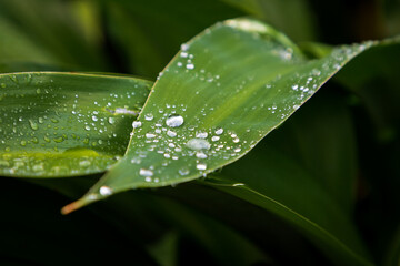 green leaf with water drops