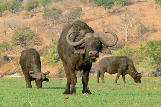 Syncerus caffer caffer