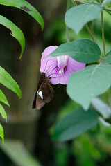 butterfly on a flower