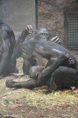 Fototapeta na wymiar Bonobo (Pan paniscus), zoo of Frankfurt