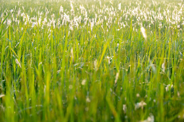 Plant pictures in summer
