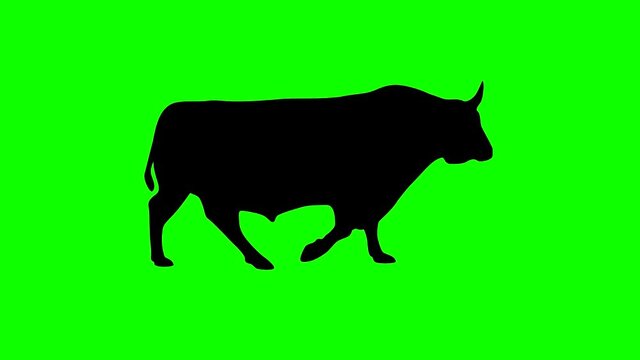 Silhouette of the walking bull, animation on the green background