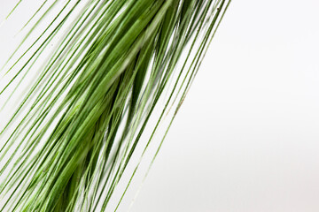 Obraz premium Green fresh new spikeletr om white backdrop isolated macro photo