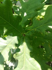 green oak leaves