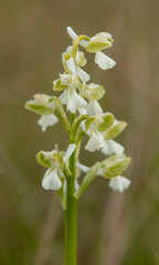 Green-veined Orchid (Orchis morio) in natural habitat