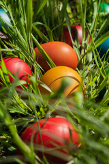 Easter eggs in the grass