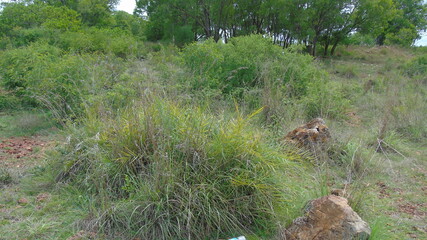 wild rabbit in the grass