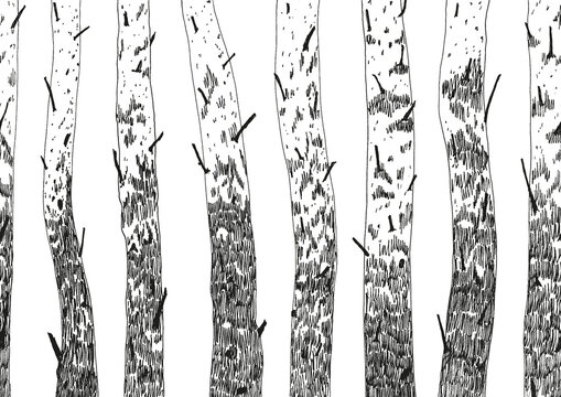 Trees repeated border. Hand drawn silhouettes of birches.
