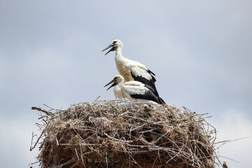summer houses of the stork family