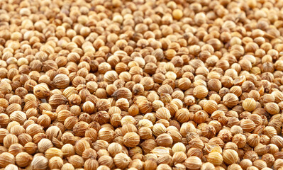 Background from scattered dried coriander seeds close-up. Selective focus.