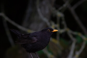 blackbird on a branch