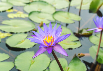 Beautiful water lily or lotus flower, Lotus flower blooming in the pond.
