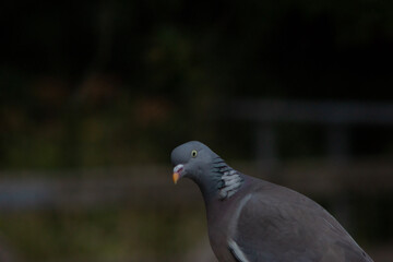 close up of a pigeon