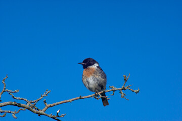 bird on a branch