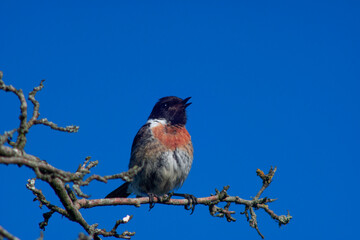 bird on a branch