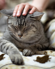 猫と暮らす　　サバトラ猫