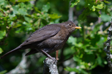 blackbird on a branch