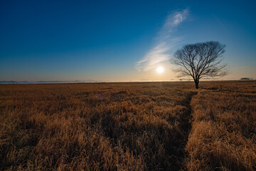 Fototapeta premium Tree in the field