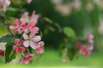 beautiful pink and white apple tree flowers in spring, sunny day
