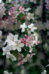 beautiful pink and white apple tree flowers in spring, sunny day