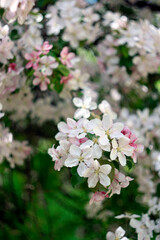 beautiful pink and white apple tree flowers in spring, sunny day