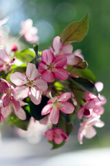Fototapeta na wymiar beautiful pink and white apple tree flowers in spring, sunny day