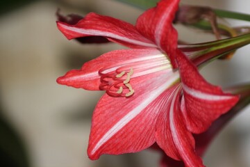 red lily flower