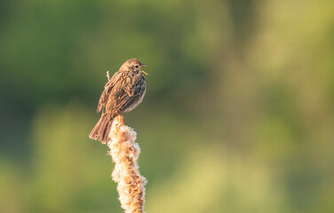 Corn Bunting sitting on stick