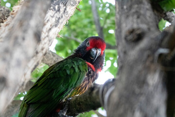 red billed toucan in tree