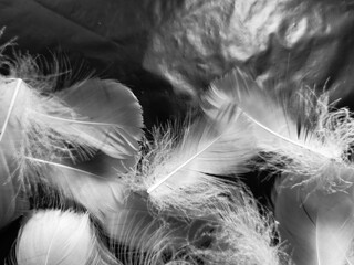 Obraz premium Beautiful abstract white feathers on black background and soft black feather texture on white pattern and light background, gray feather background, gray banners