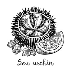 Ink sketch of urchin.