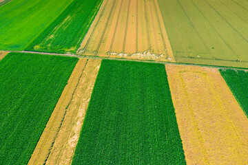 Obraz premium Aerial view of summer fields, harvest time, fields from above. Agricultural fields on a summer day.