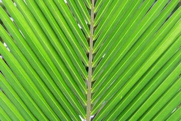 palm leaf background