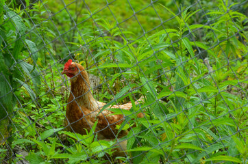 Chicken on an eco farm in nature in the summer